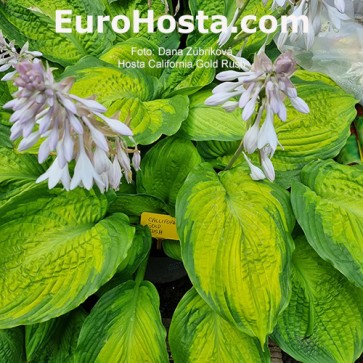 Hosta California Gold Rush