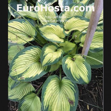 Hosta Cat in the Hat