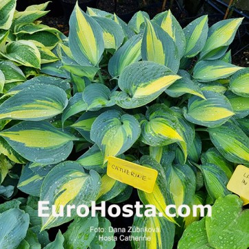 Hosta Catherine - Eurohosta