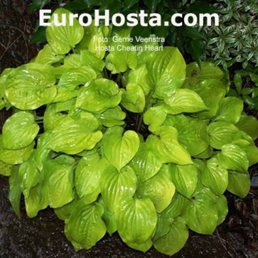 Hosta Cheatin Heart