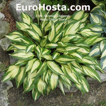 Hosta Cherry Berry