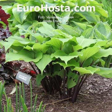 Hosta Cherry Flip