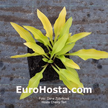 Hosta Cherry Tart