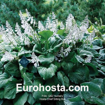 Hosta Chief Sitting Bull 