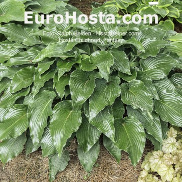 Hosta Childhood Fantasy