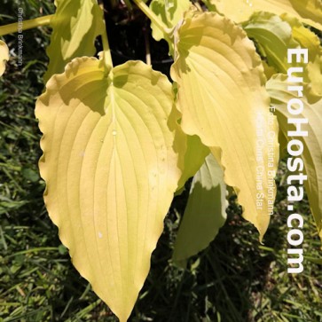 Hosta Chris' Yellow Ruffles | Eurohosta