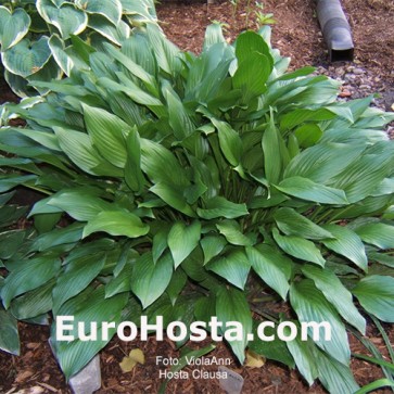 Hosta Clausa - Eurohosta