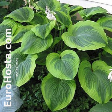 Hosta Climax - Eurohosta