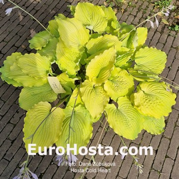 Hosta Cold Heart 