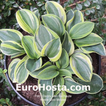 hosta Cool Mouse