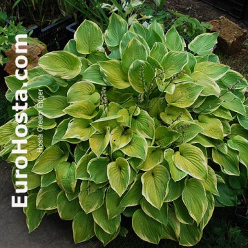 Hosta Cream Edger