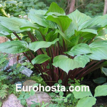 Hosta Crimson Desire