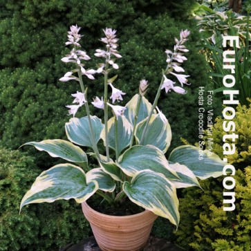 Hosta Crocodile Socks