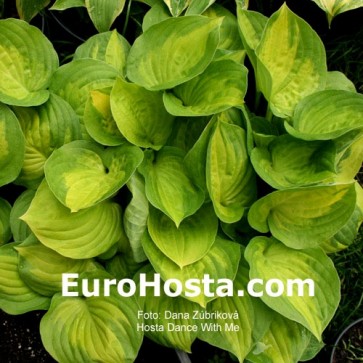 Hosta Dance With Me - Eurohosta