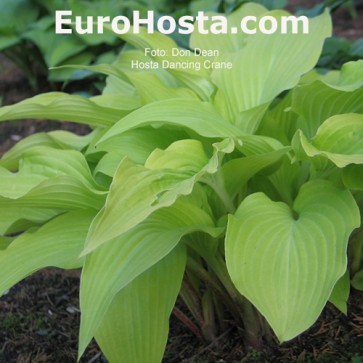 Hosta bohyška funkie Dancing Crane | EUROHOSTA