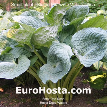 Hosta Deep Waters