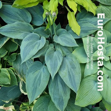 Hosta Devil´s Advocate - Eurohosta