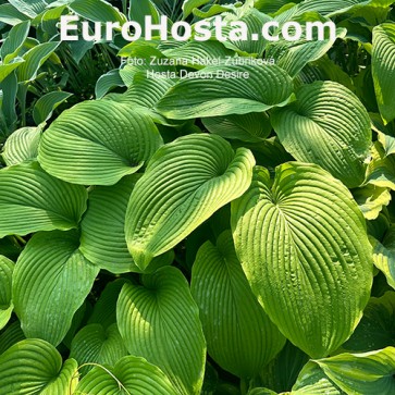 Hosta Devon Desire