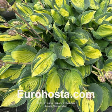 Hosta Dinner Mint