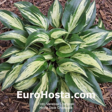 Hosta Dixie Chickadee