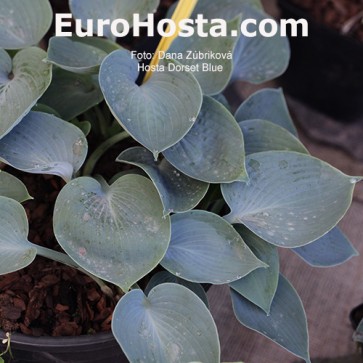 Hosta Dorset Blue - Eurohosta