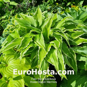 Hosta Dragon Warrior