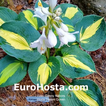 Hosta Dream Queen