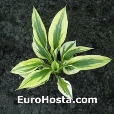 Hosta Dutch Flame