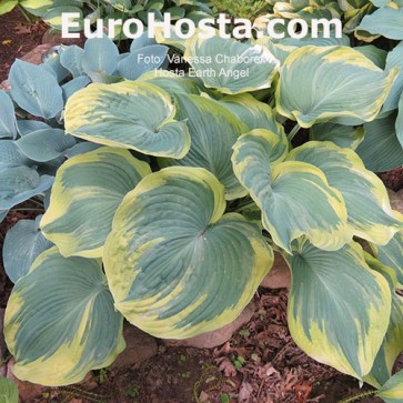 Hosta Earth Angel - Eurohosta