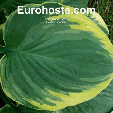 Hosta El Capitan