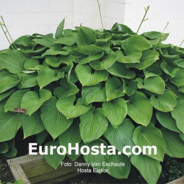 Hosta Elatior