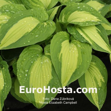 Hosta Elizabeth Campbell