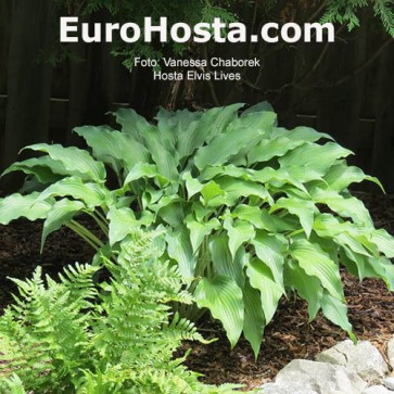 Hosta Elvis Lives