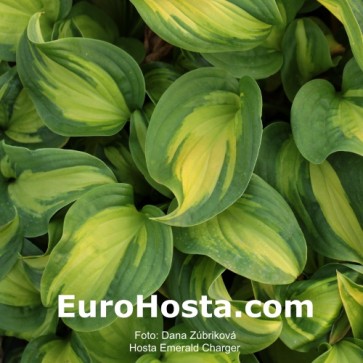 Hosta-Emerald-Charger-Eurohosta