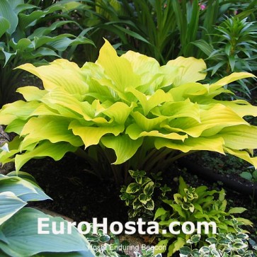 Hosta Enduring Beacon