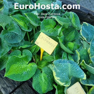 Hosta Epiphany - Eurohosta