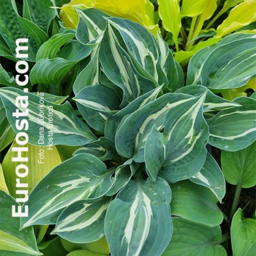 hosta Erotica