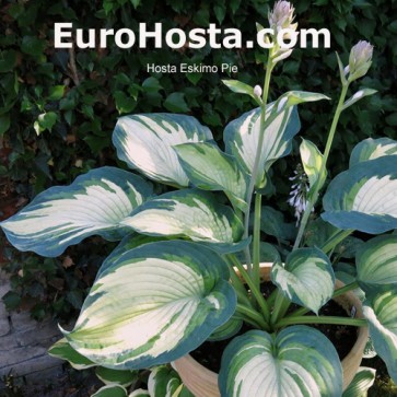 Hosta Eskimo Pie - Eurohosta