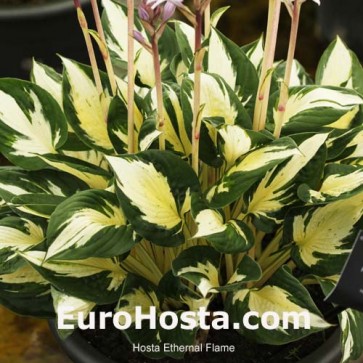 Hosta Ethernal Flame