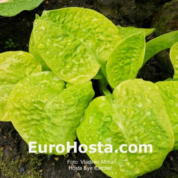 Hosta Eye Catcher - Eurohosta