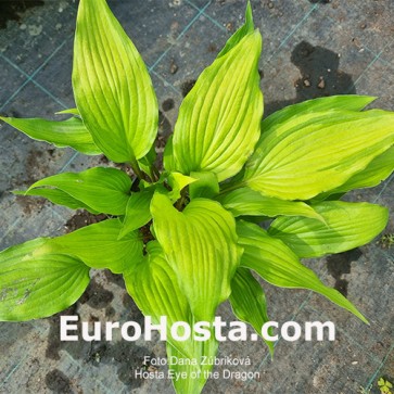 Hosta Eye of the Dragon