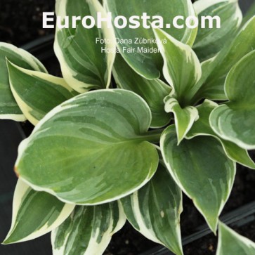 Hosta Fair Maiden