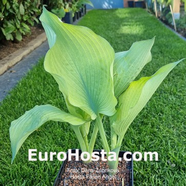 Hosta Fallen Angel