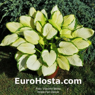 Hosta Fan Dance