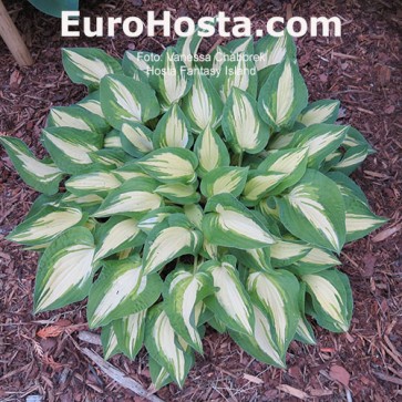 Hosta Fantasy Island - Eurohosta