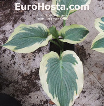 hosta For Loved Ones