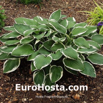 Hosta Francee - Eurohosta