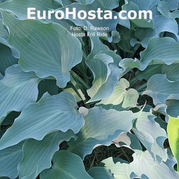 hosta Frill Ride