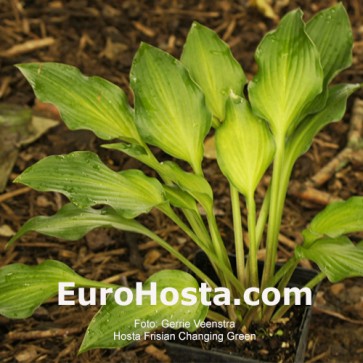 Hosta Frisian Changing Green