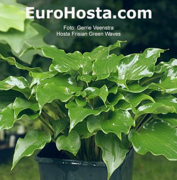hosta Frisian Green Waves